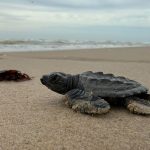 Endangered turtles share this Mexican beach with SpaceX rocket debris. The company says there’s no risk of harm